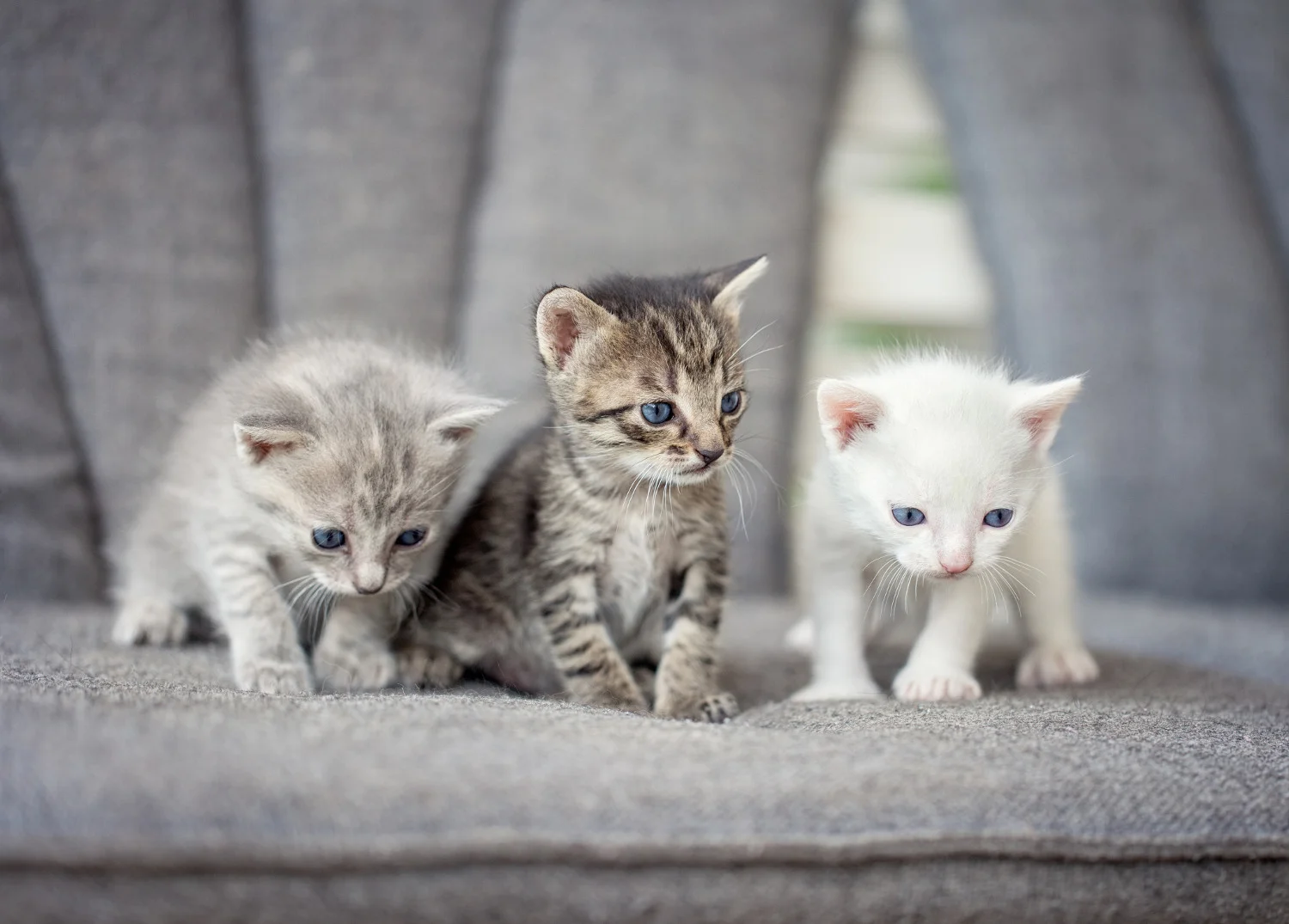 Ultimate house sitting guide be flexible and able to adapt and change. Example kittens. how to house sitting job instructions best sits travel cheap free budget travel hacking how to house sit full time long-term travel what is house sitting is house sitting right for you