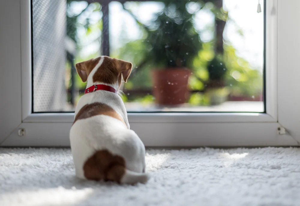 Ultimate house sitting guide how to house sitting job instructions best sits travel cheap free budget travel hacking how to house sit full time long-term travel what is house sitting is house sitting right for you profile application