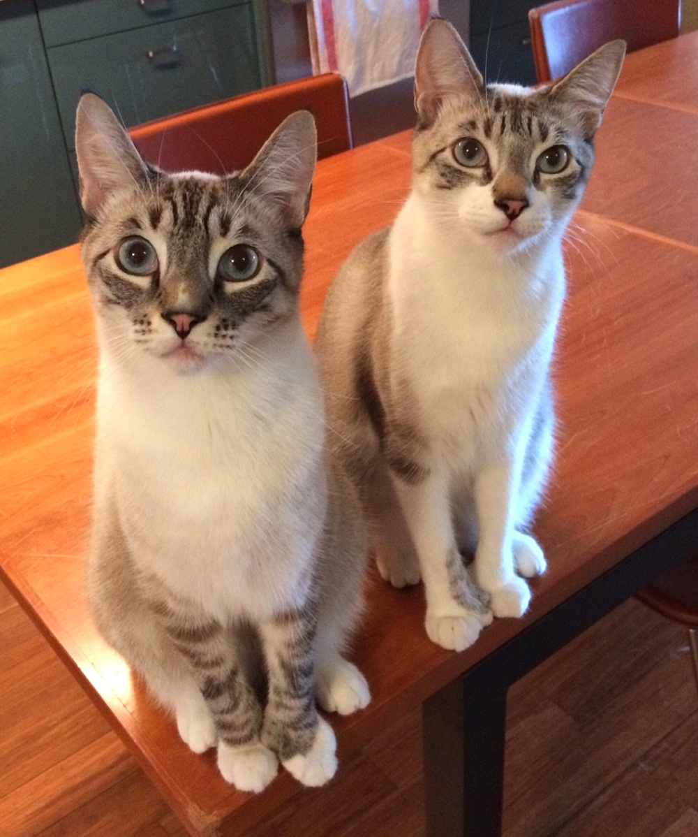 Toretto and Hobbs are super curious!