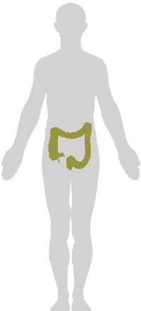 Colon_Rectal.png