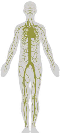 Vascular.png