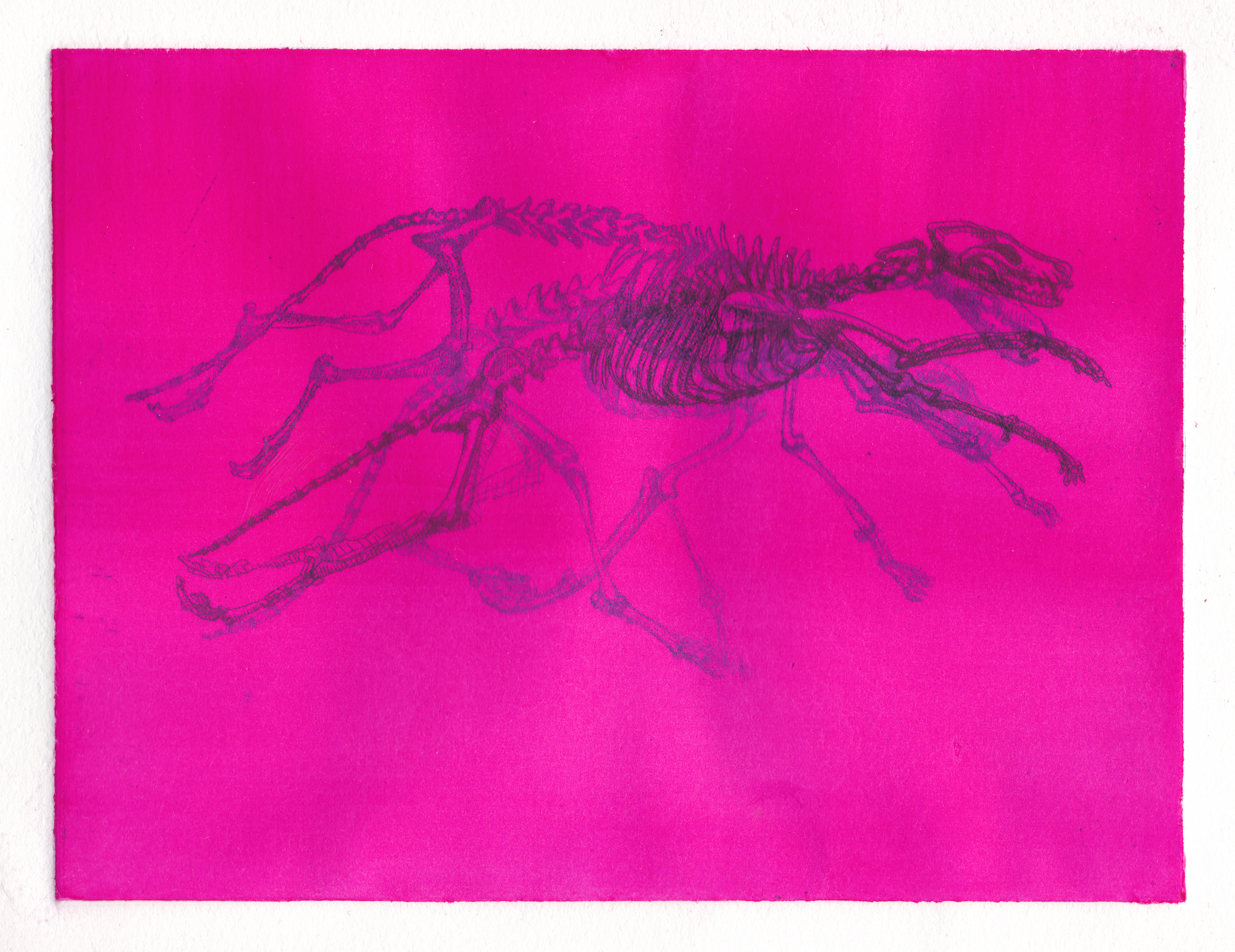Canine (Magenta)