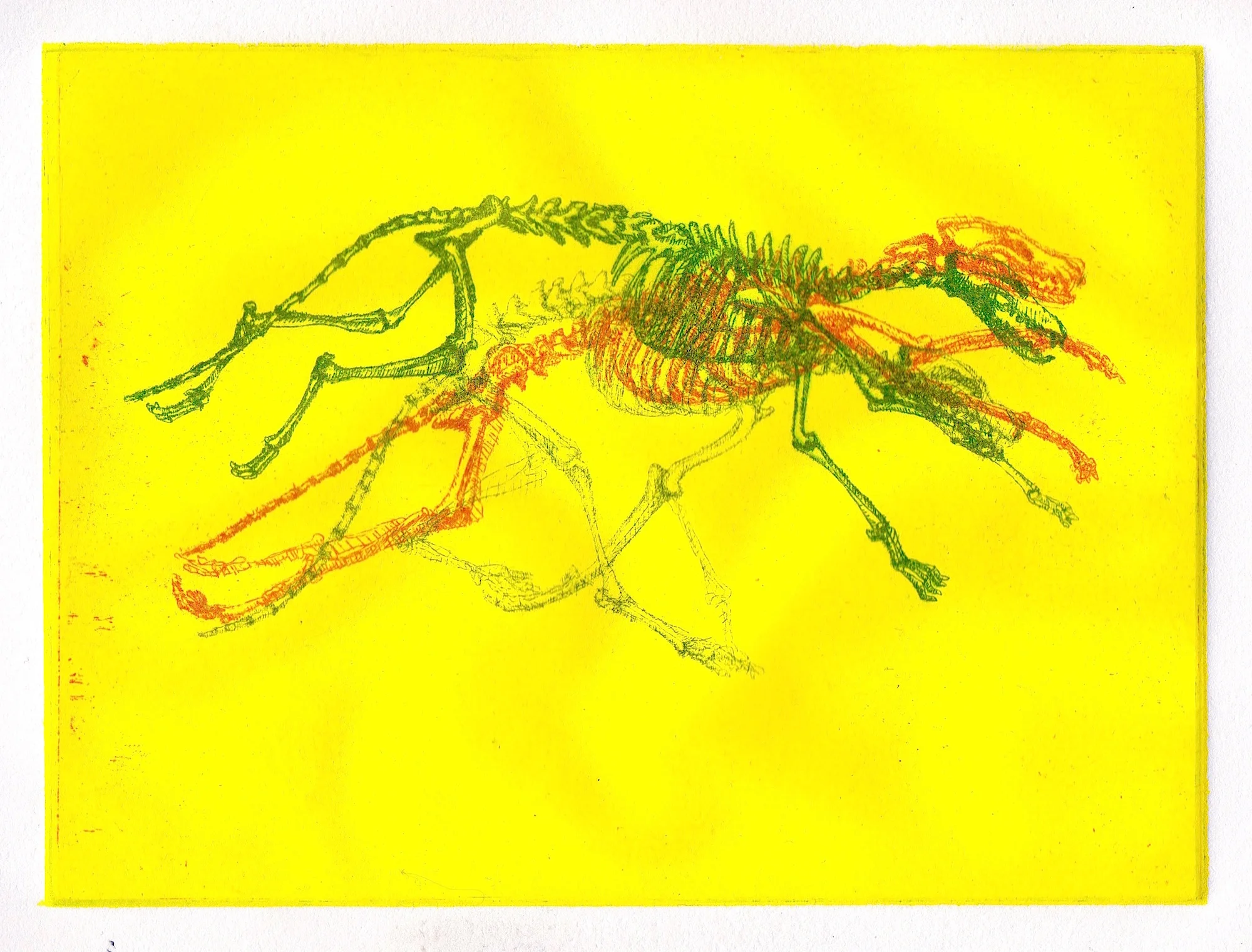 Canine (Yellow)