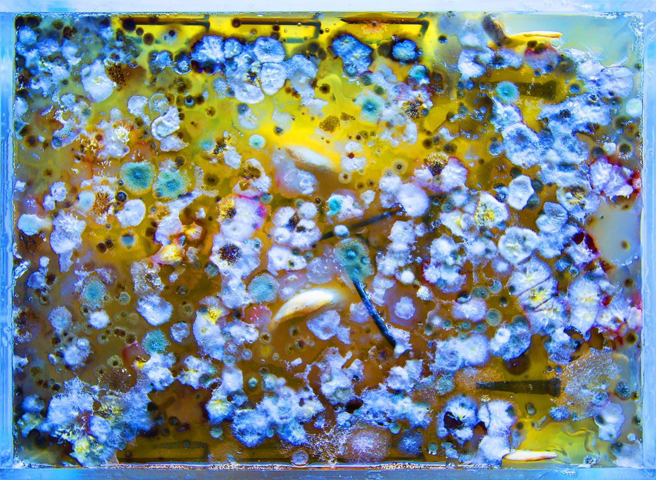 Studio Microbes