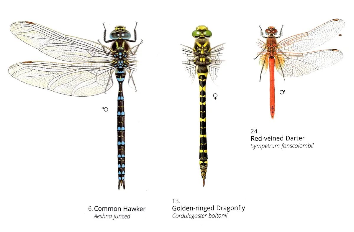 Species Scan.jpeg