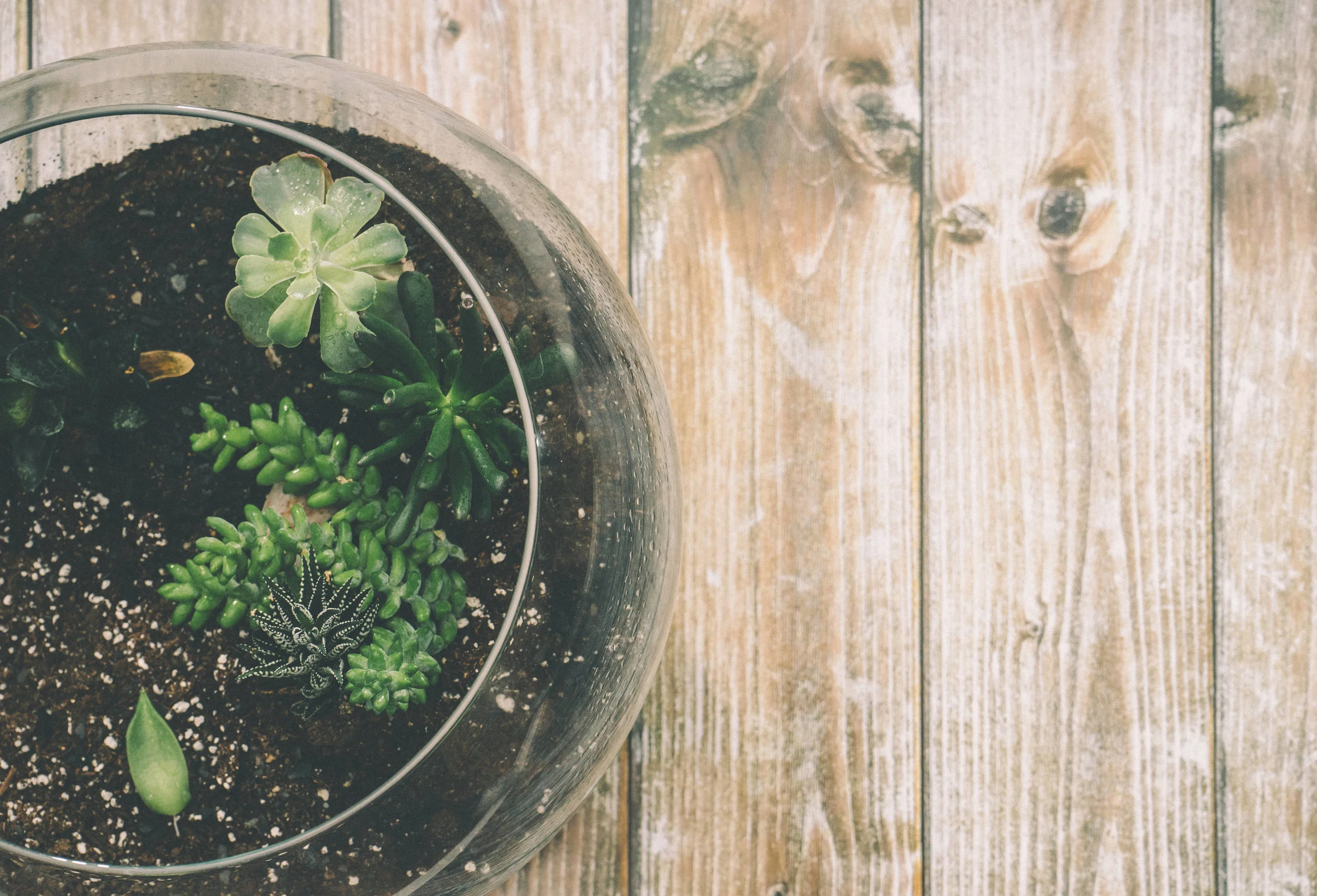 table and succulents.jpg