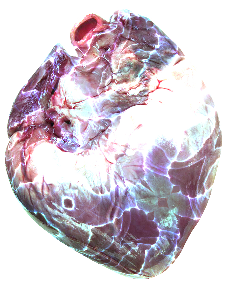 Pig heart - mercury glass.jpg