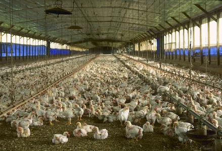 Livestock Farming