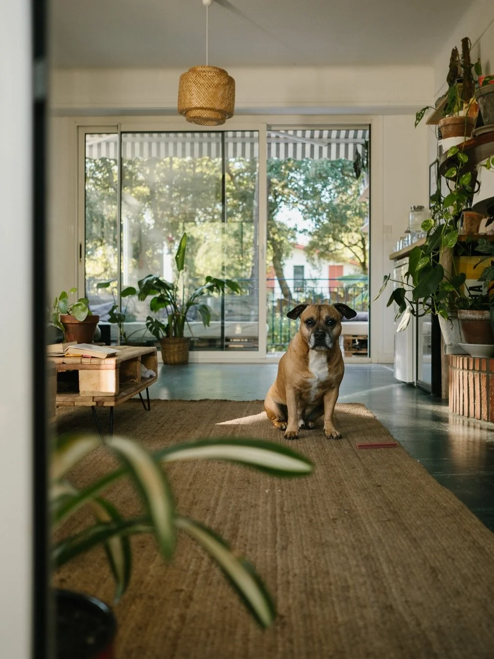 If a surf house doesn&rsquo;t have dog, is it even a surf house? #bruiser #surfhouse #hossegor
📸 @marleneannak