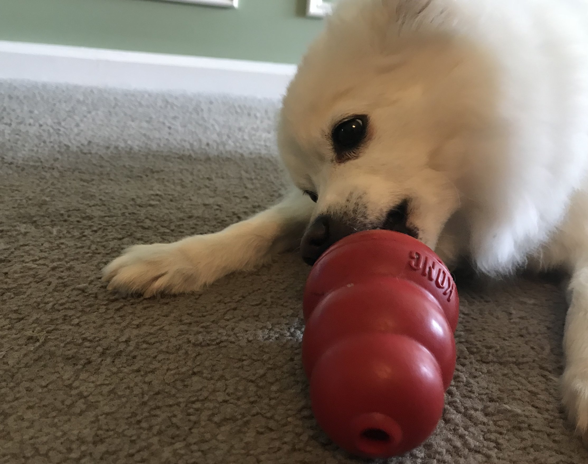 kong dog chews