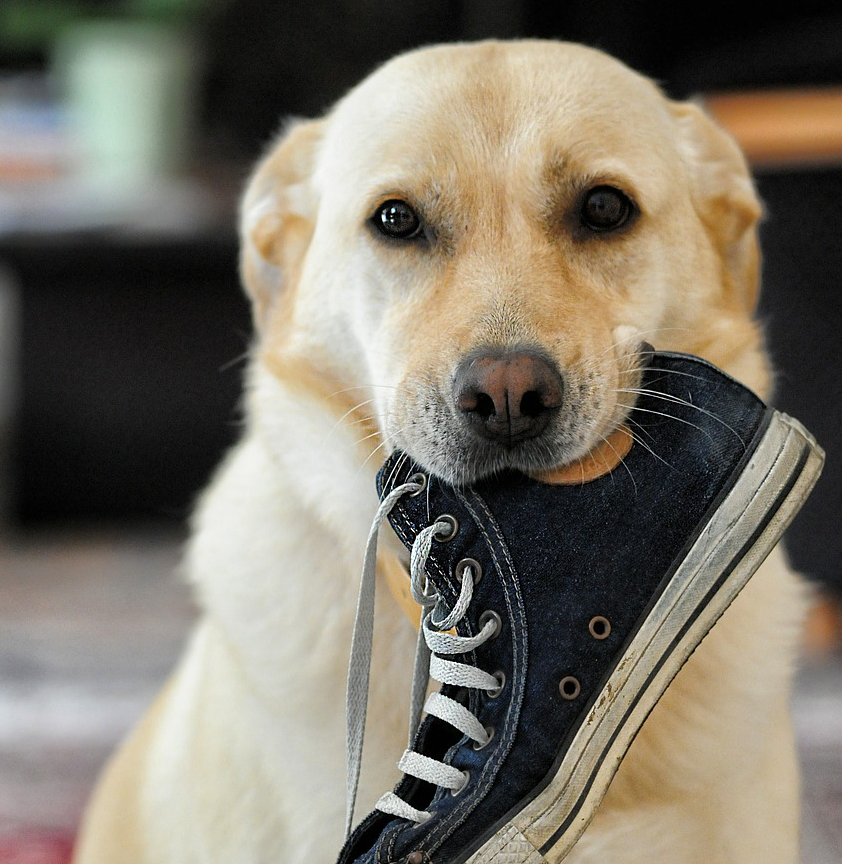 Dog Eating Shoes Online Sale, UP TO 62% OFF