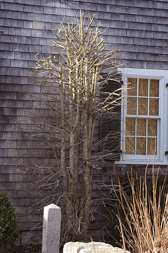 A "hat-racked" Holly from this year. Stay tuned to see how it looks throughout the growing season.