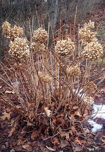 These tip buds hold this season's flowers. Be careful not to trim them off