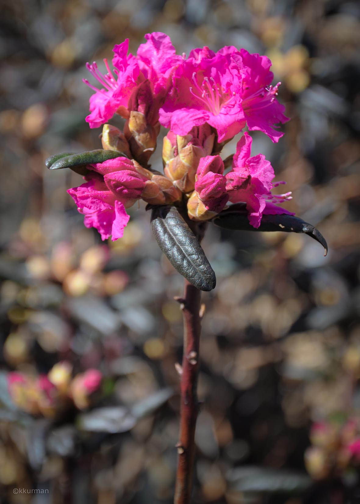 Azalea “Landmark”
