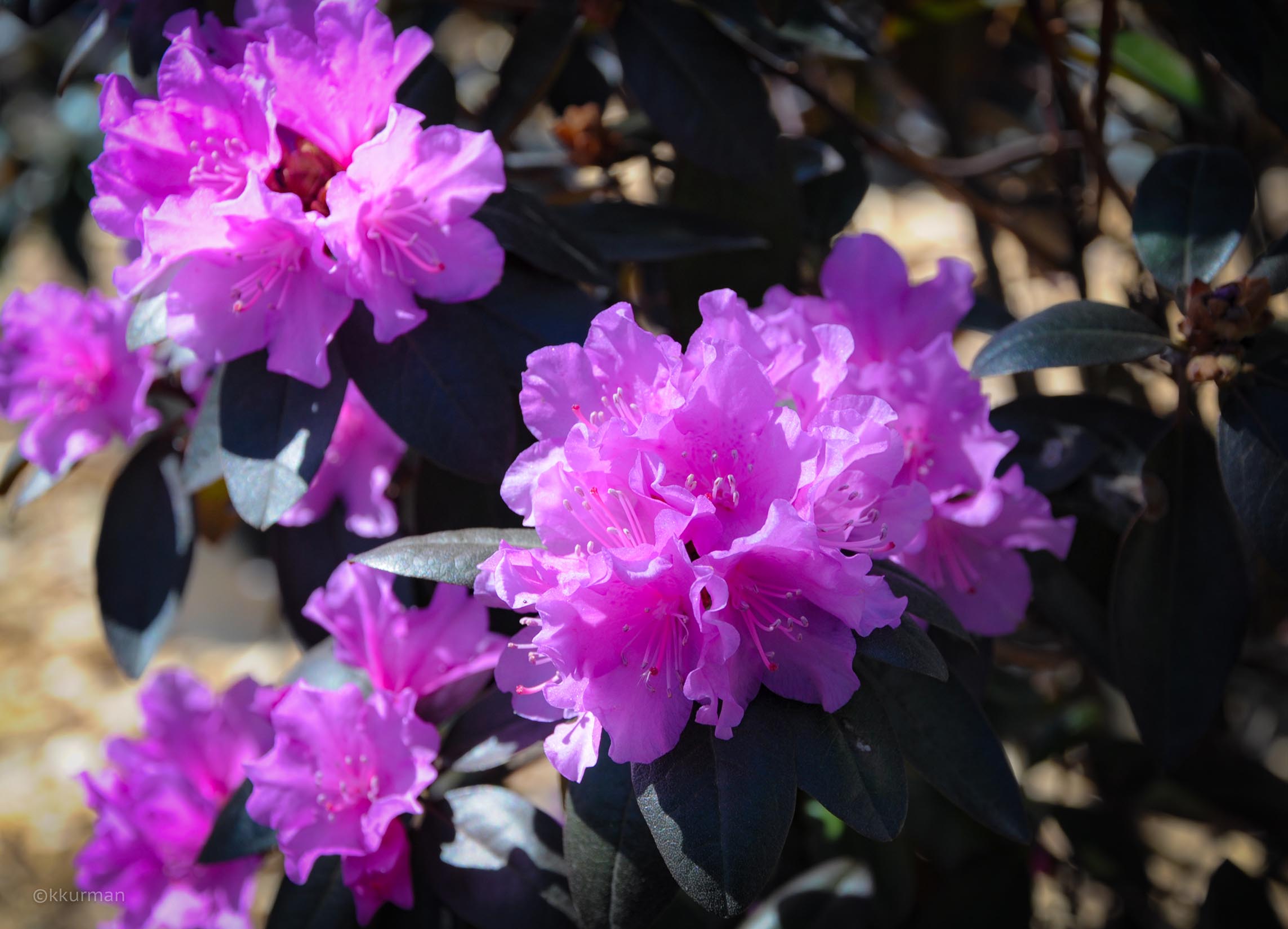 “PJM” Azalea