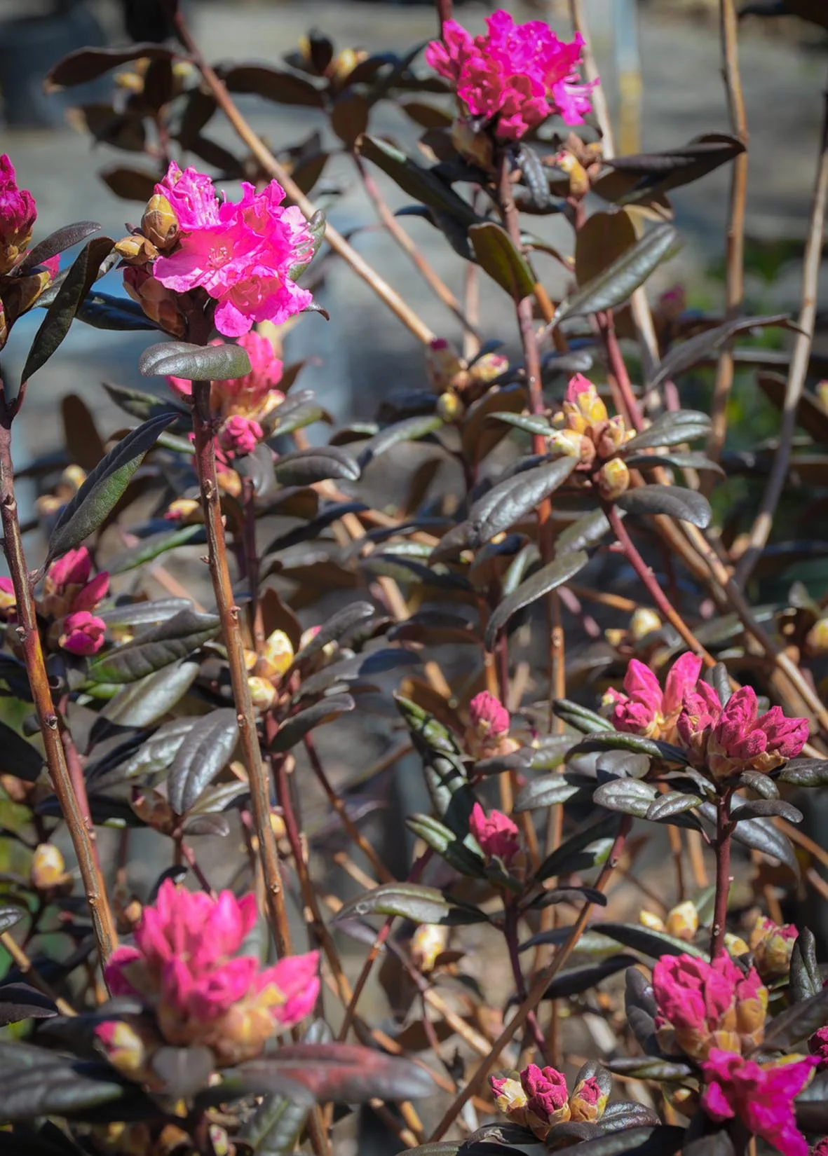 Azalea “Landmark”