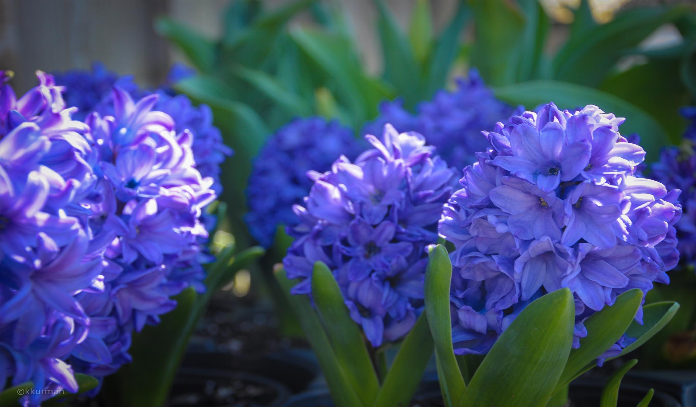 Hyacinths