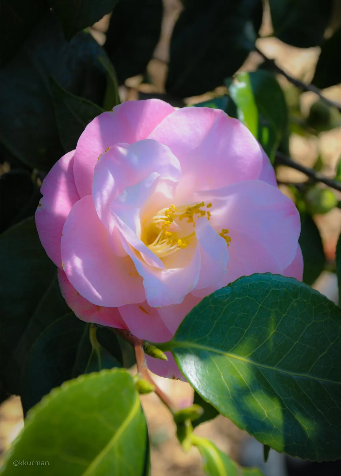 Camellia Japonica
