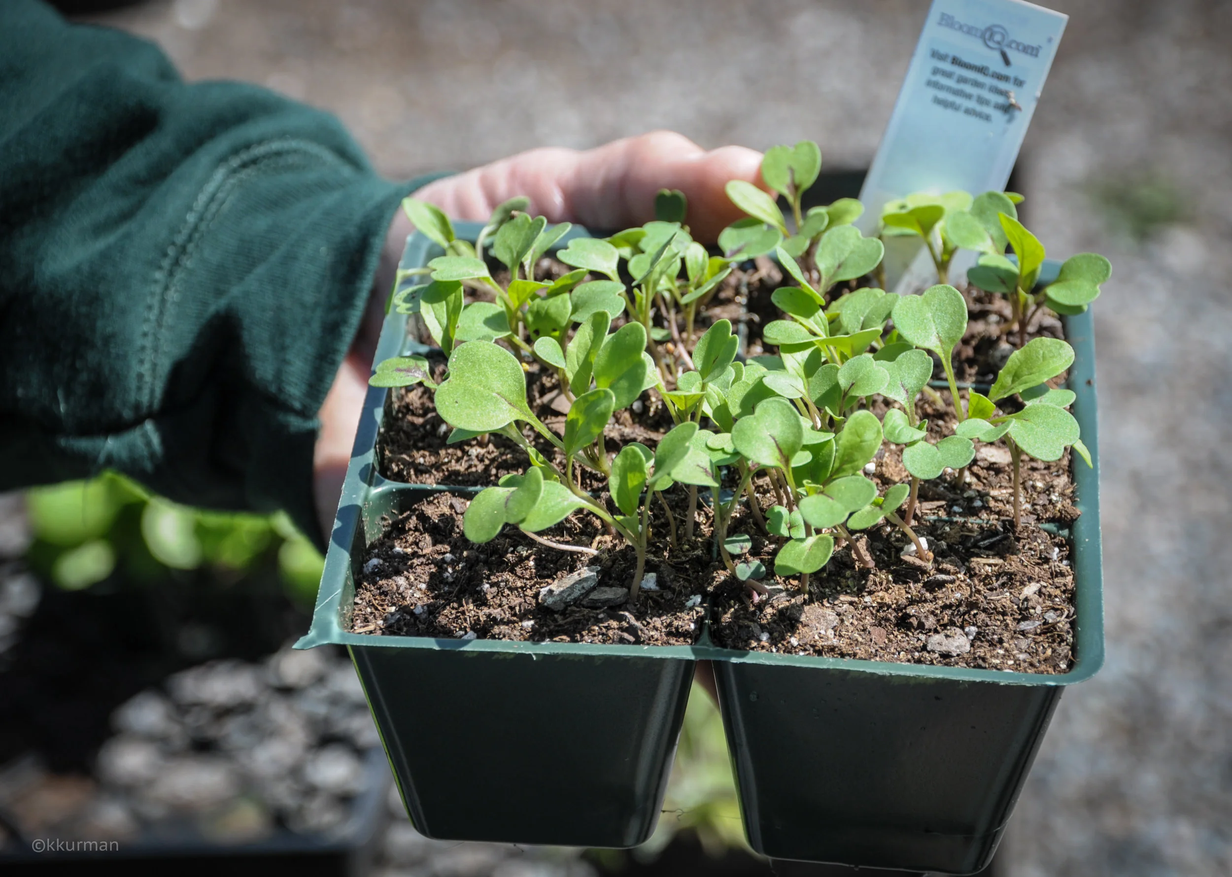 First arrival, the seed or feeding leaves, called ‘cotyledons’.