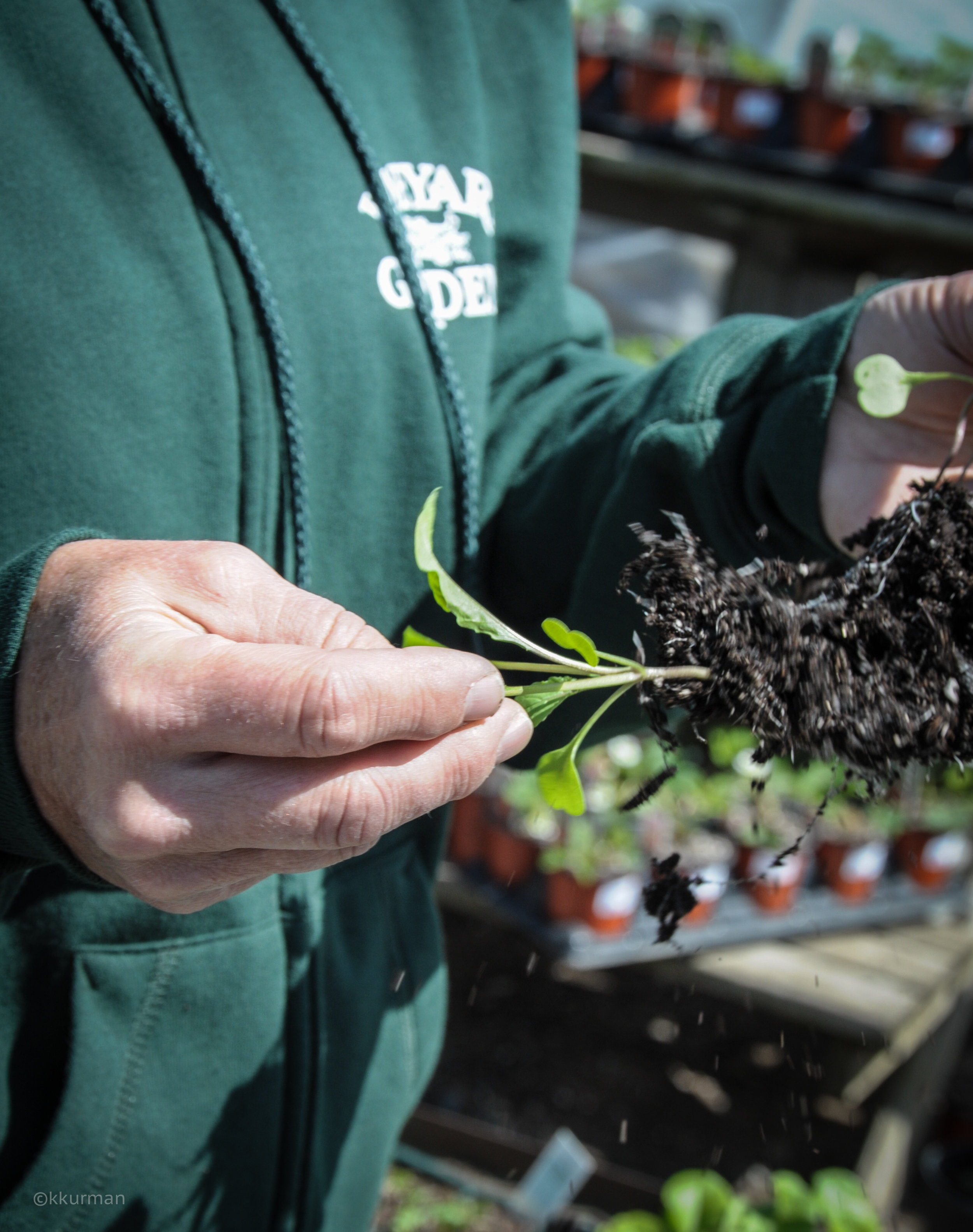 Seedling demo 