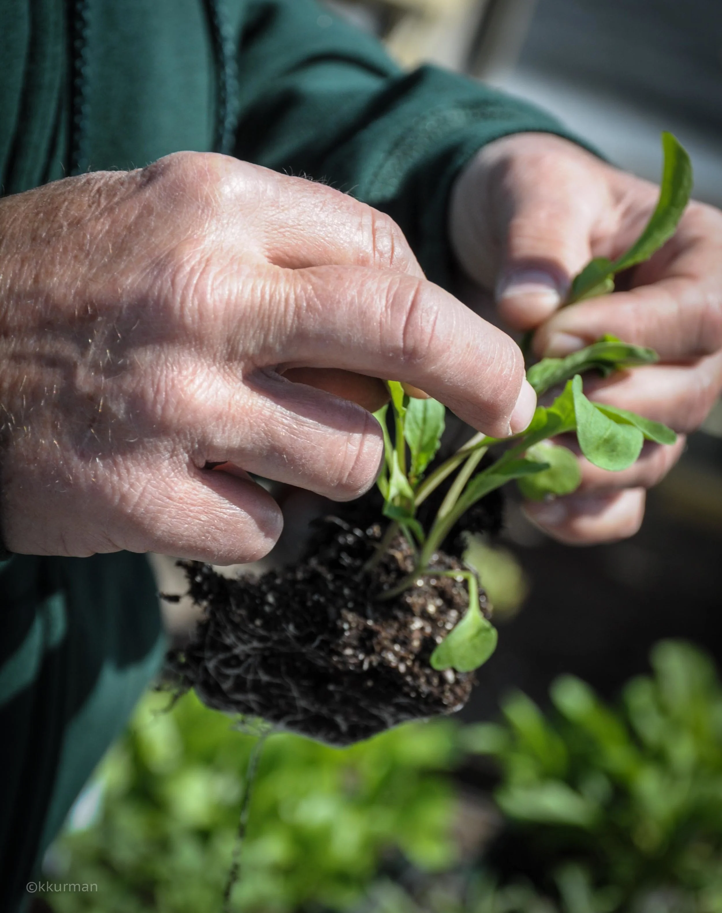 This is the stage when you can feather the young plants apart in order to set them out with proper spacing in the garden.