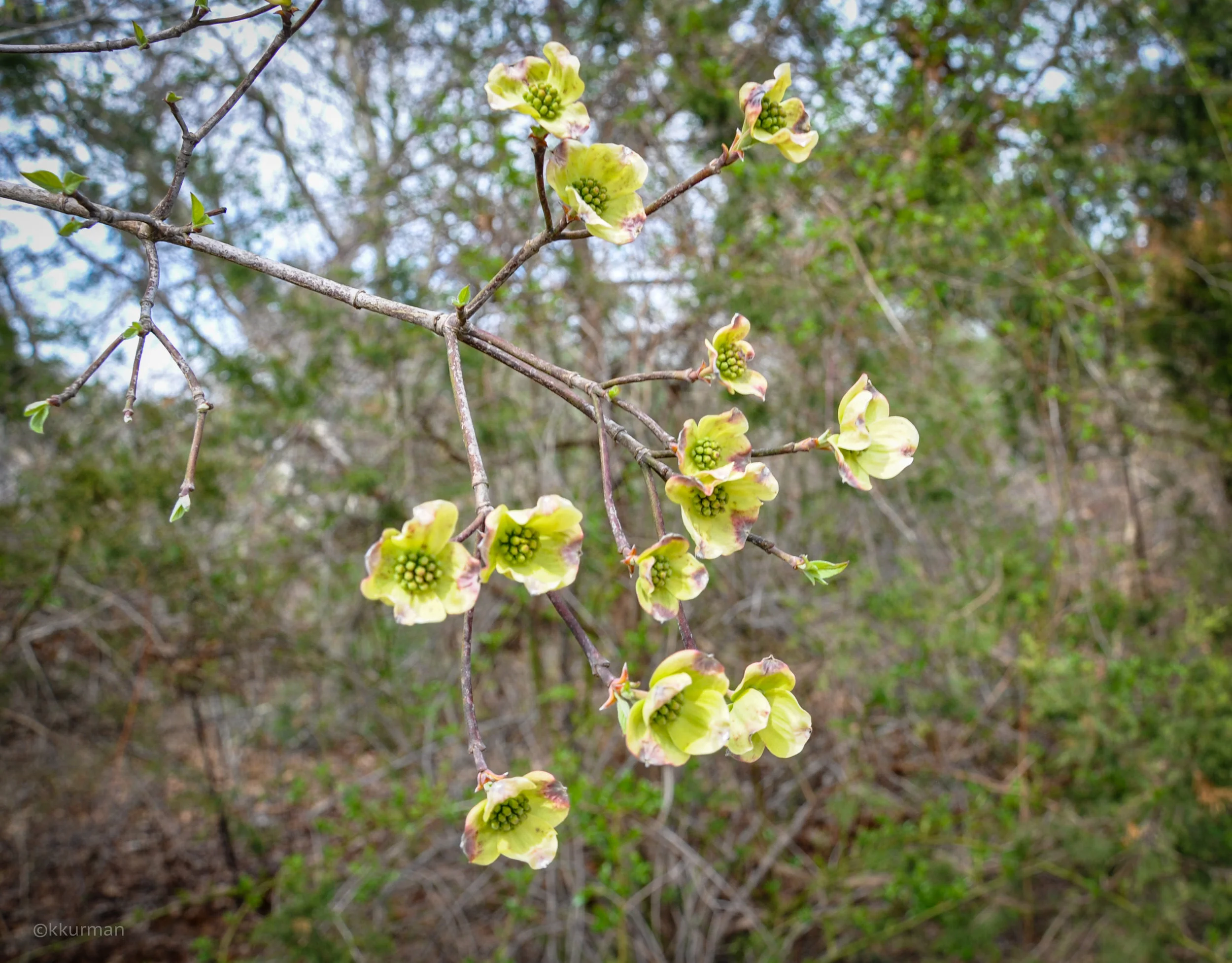 DOGWOOD, Cornus florida, bracts surrounding central flower