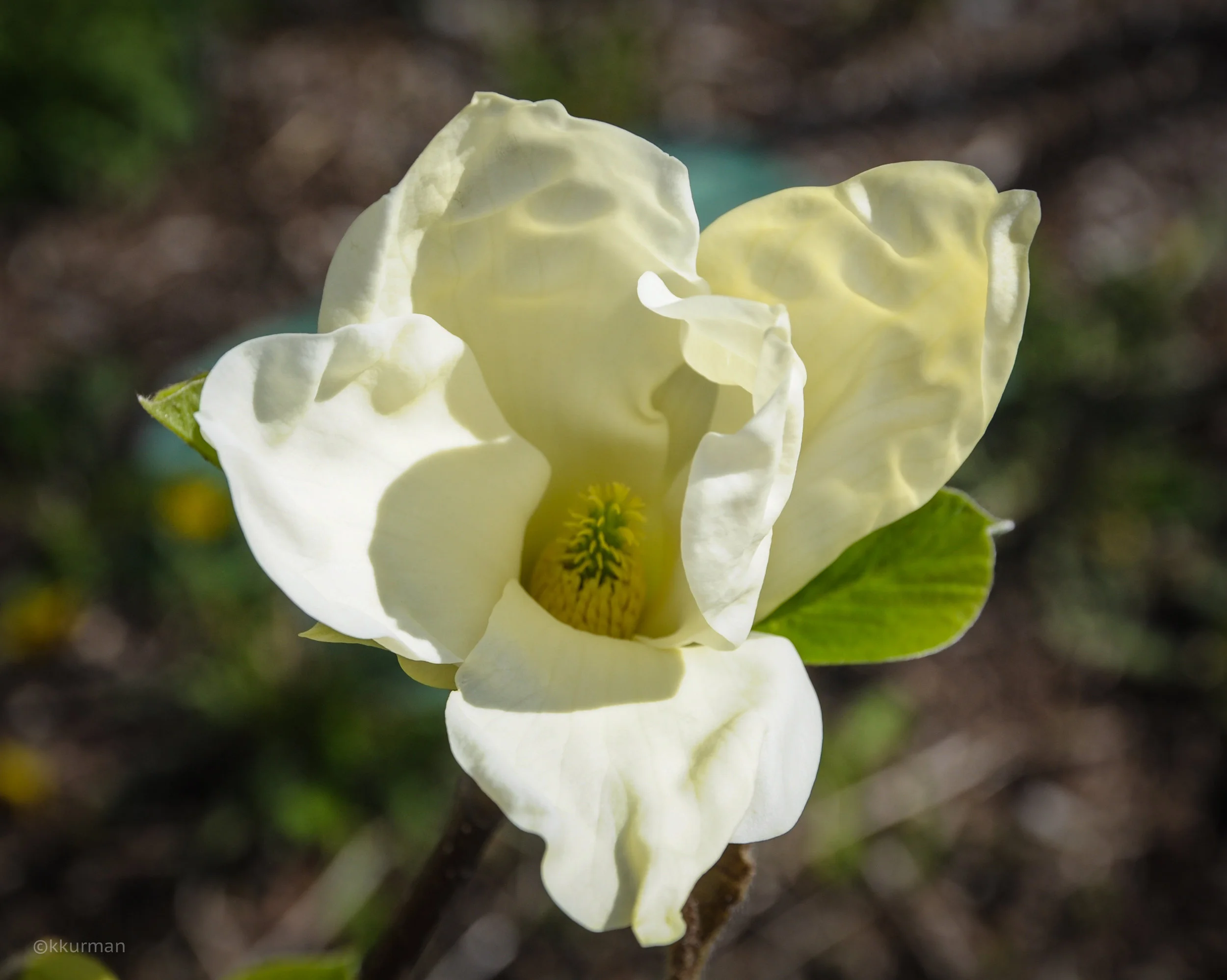 MAGNOLIA x "ELIZABETH"