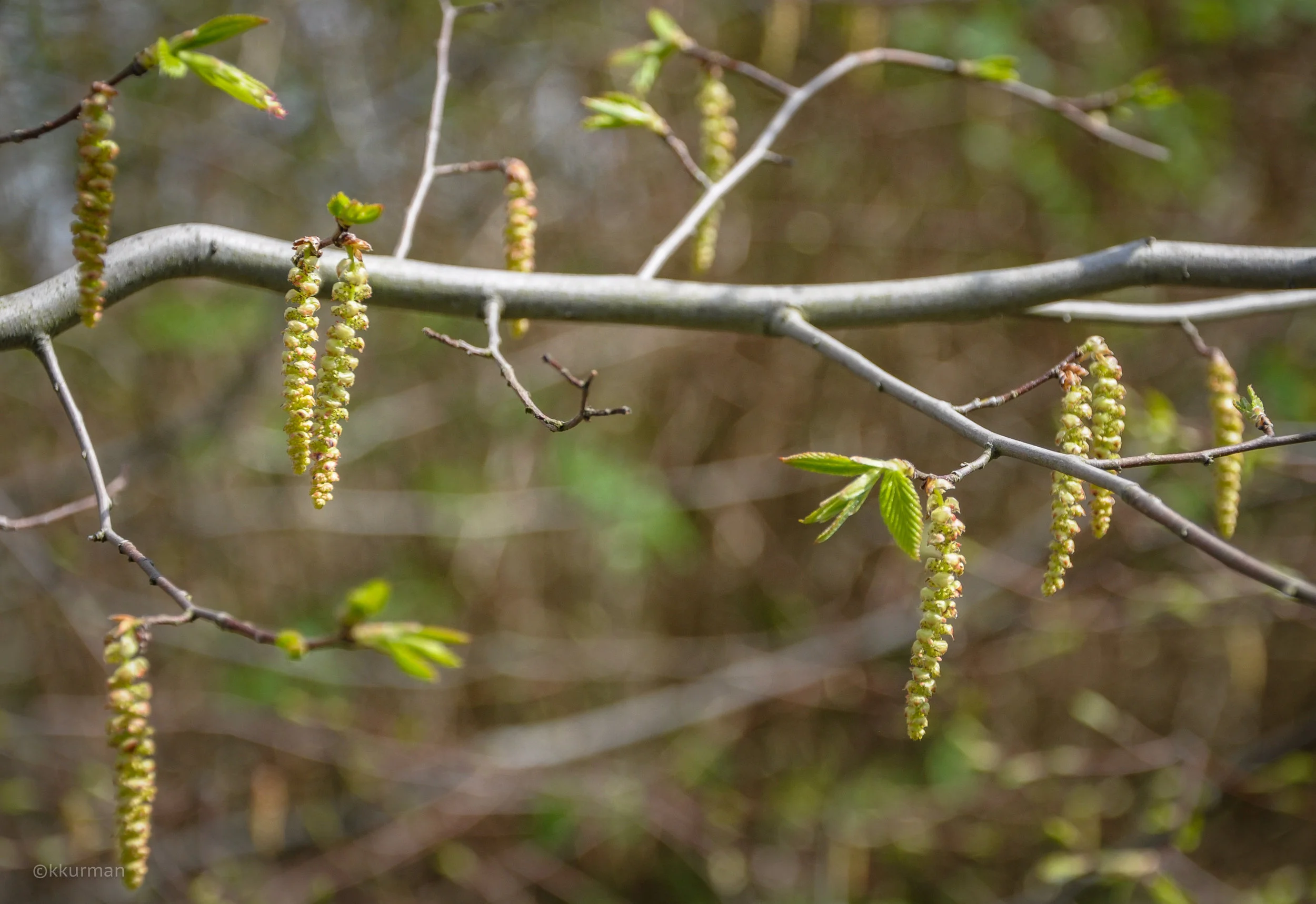 HORNBEAM, Carpinus betulus