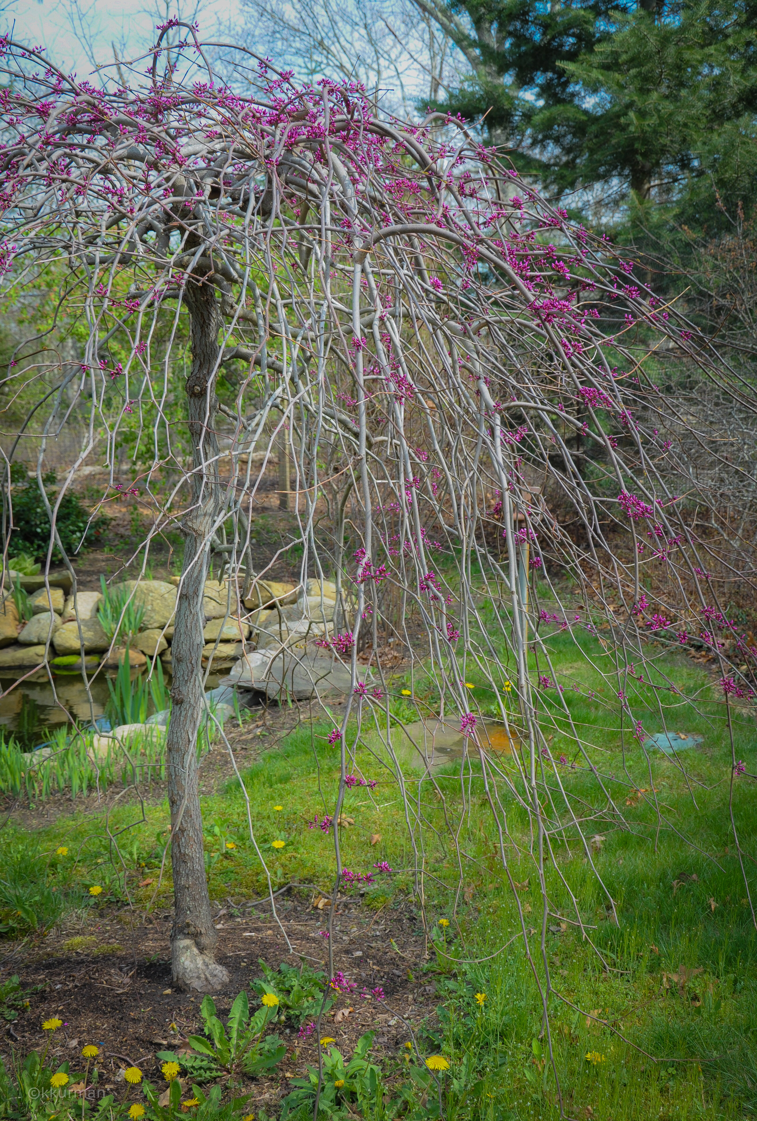 REDBUD, Cercis canadensis Pendula “Lavender Twist”