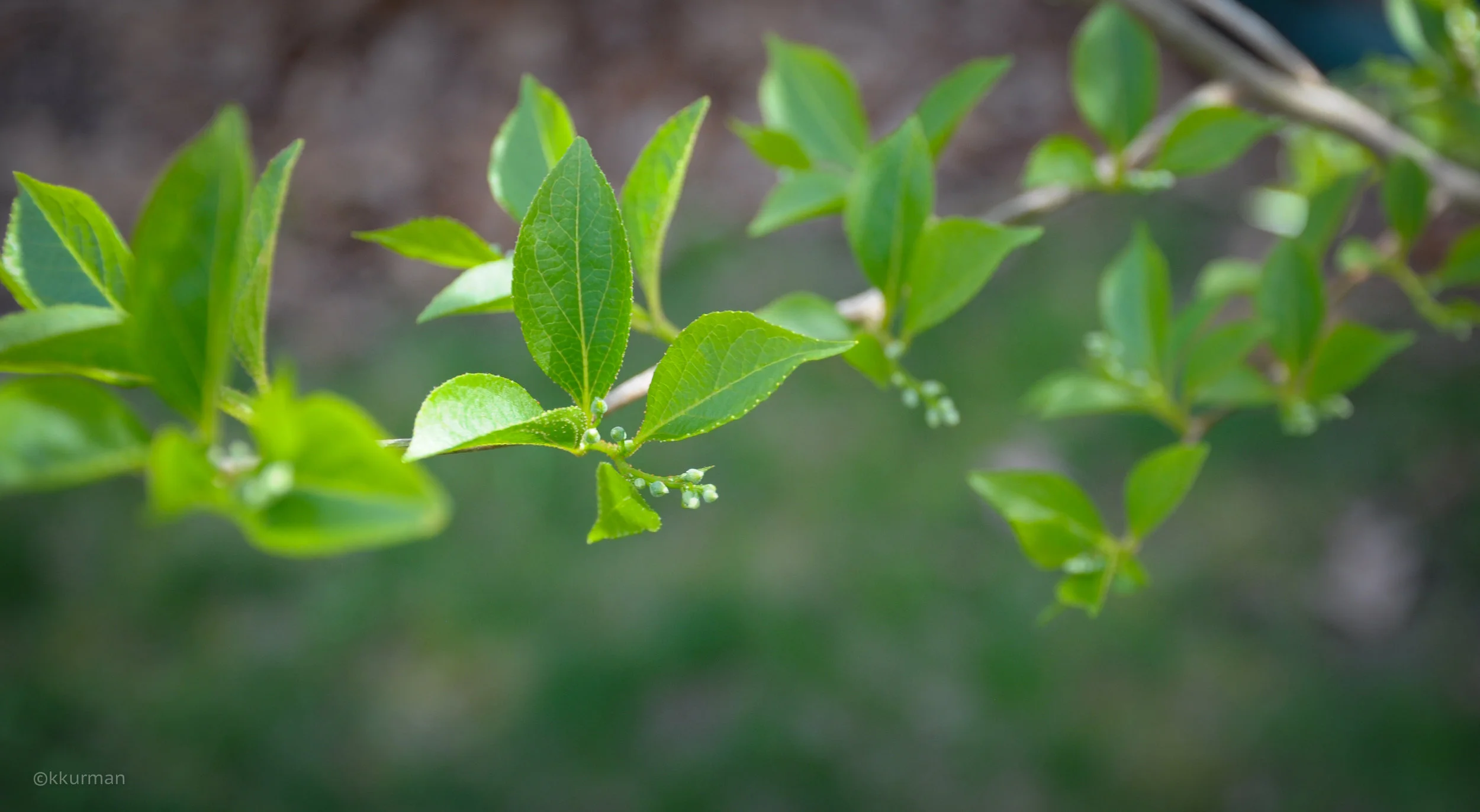 JAPANESE SNOWBELL, Styrax japonicus
