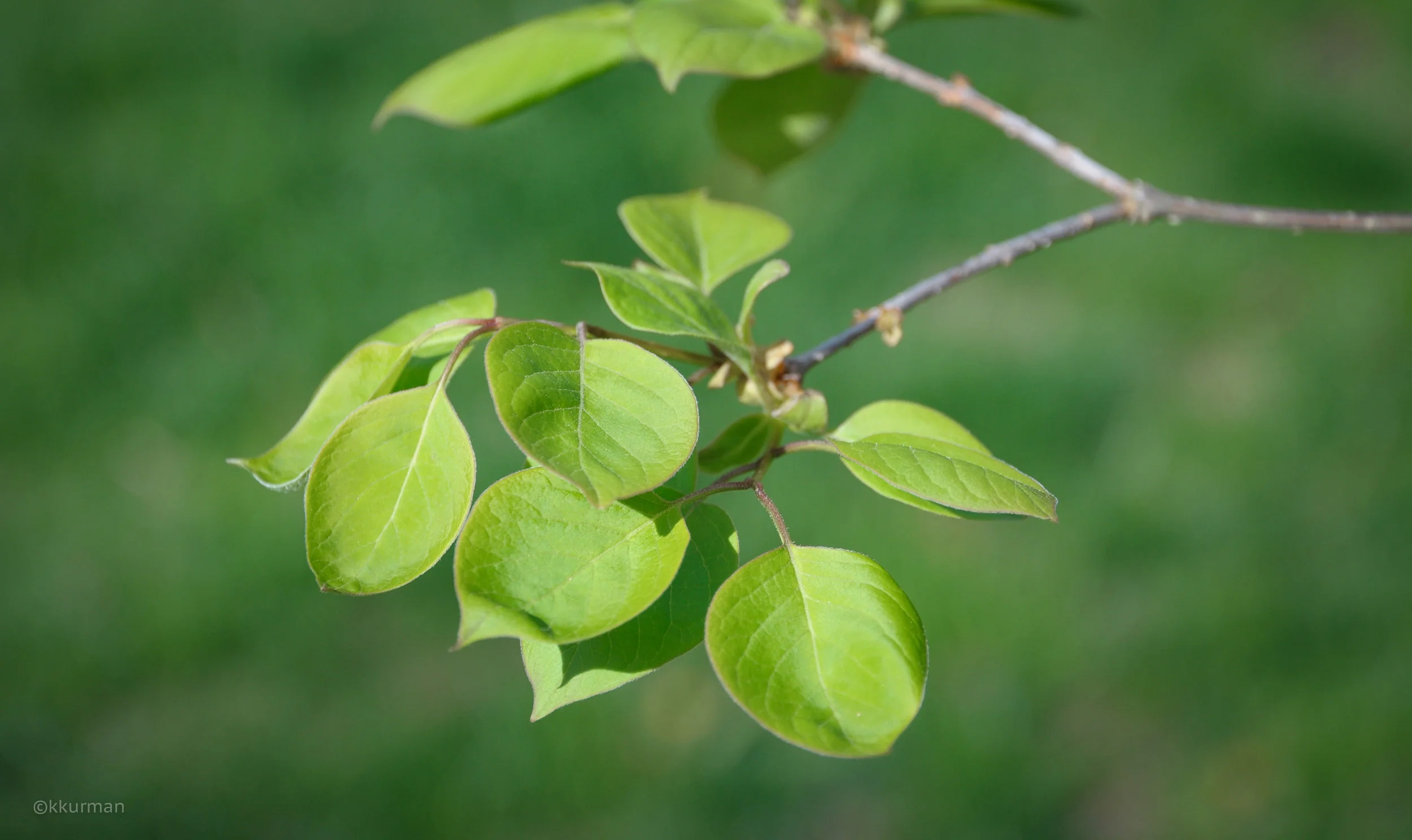 JAPANESE TREE LILAC, Syringa reticulata