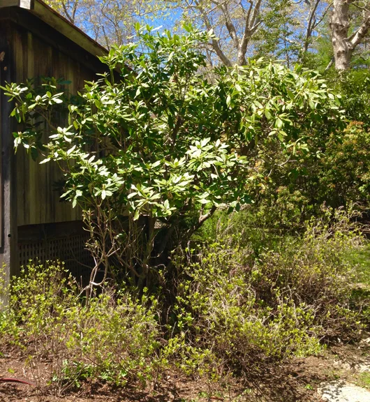 Clethra under deer damaged Rhodie