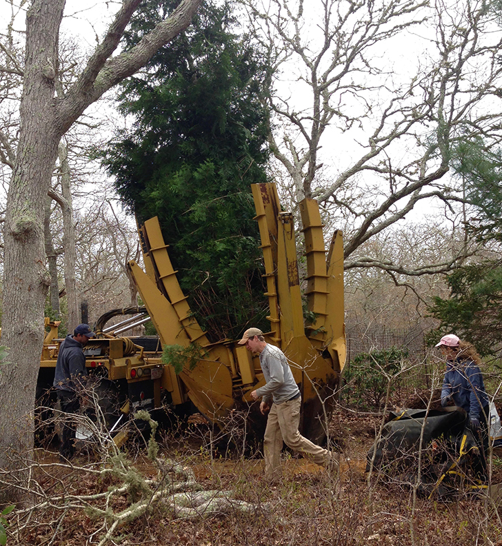 Transplanting giant Arborvitae