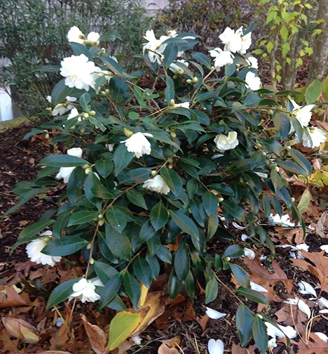 Camellia sasanqua