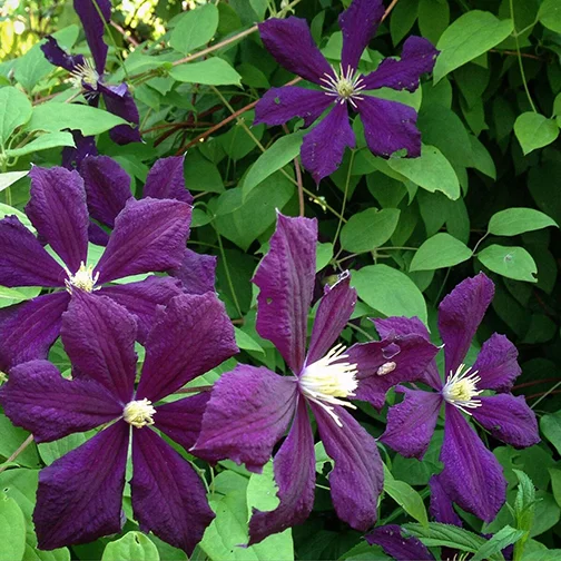 Clematis "Etoile Violet"