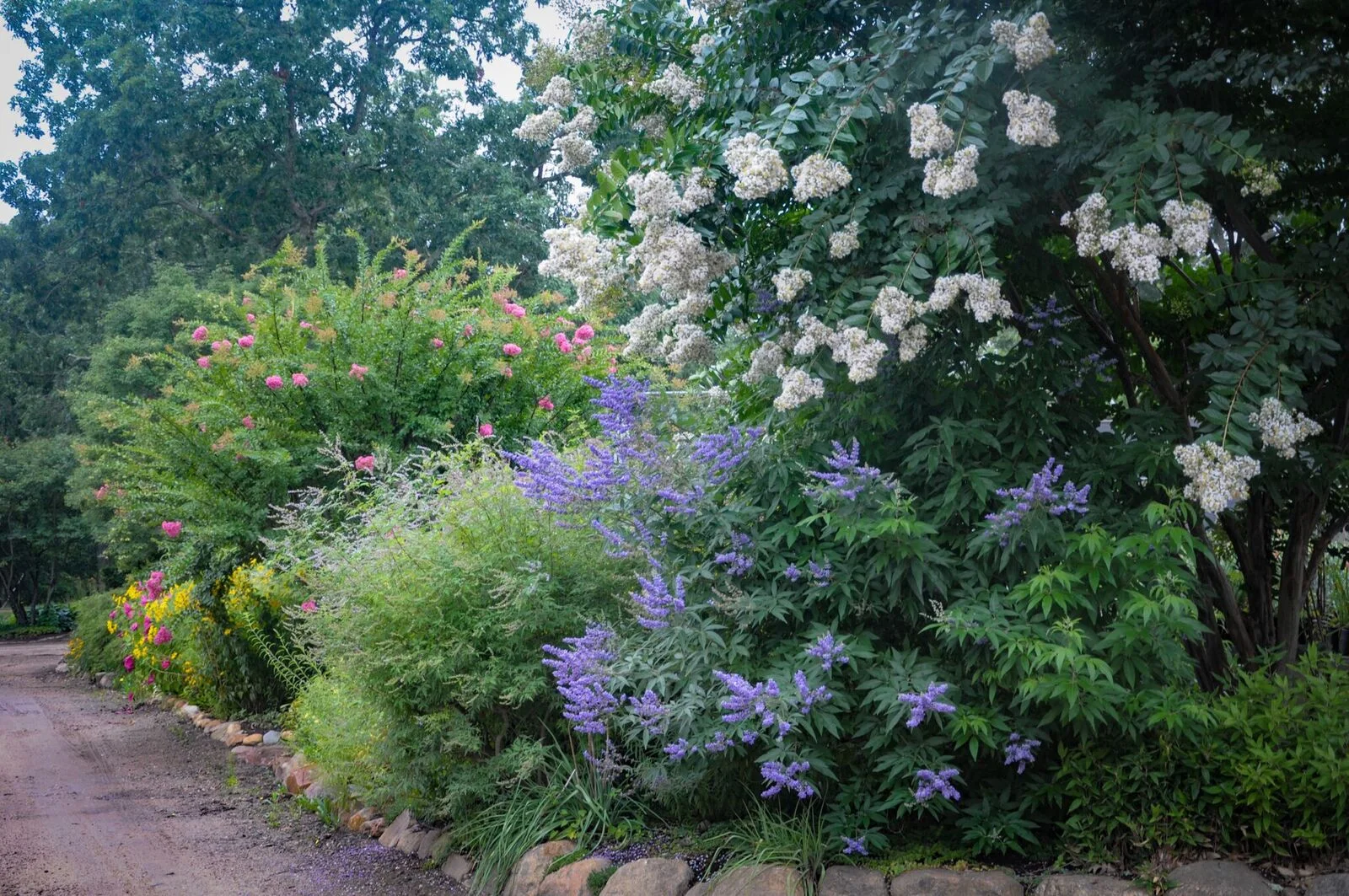Image of Abelia and winterberry companion plants