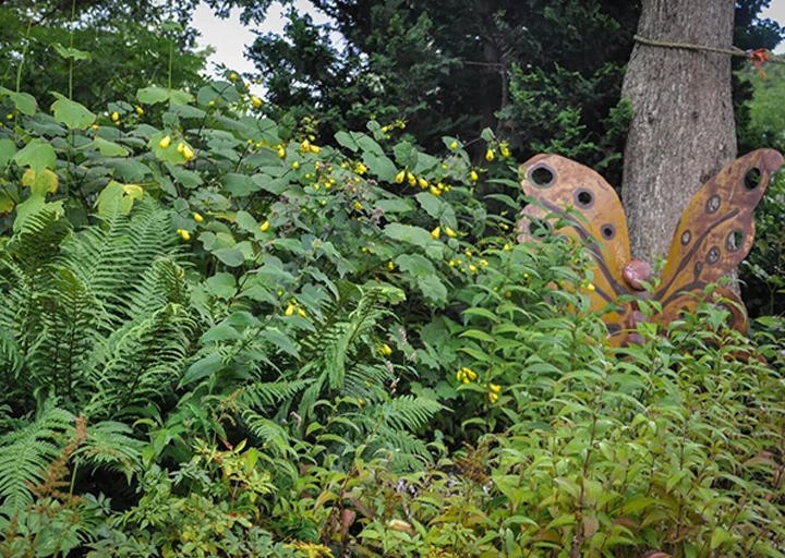 Kirengeshoma palmata, Marginal Fern and Tricyrtis
