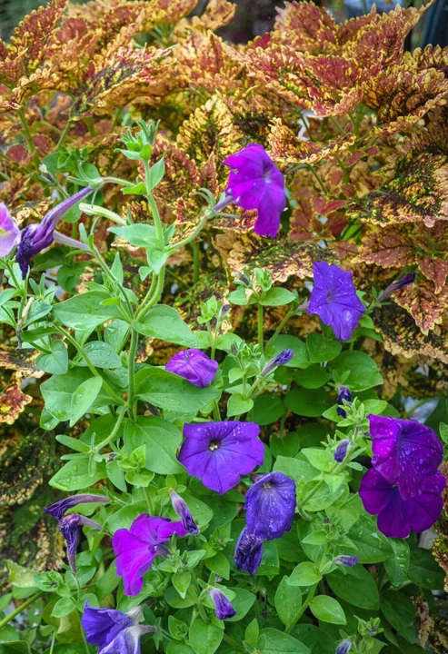Petunia and Coleus