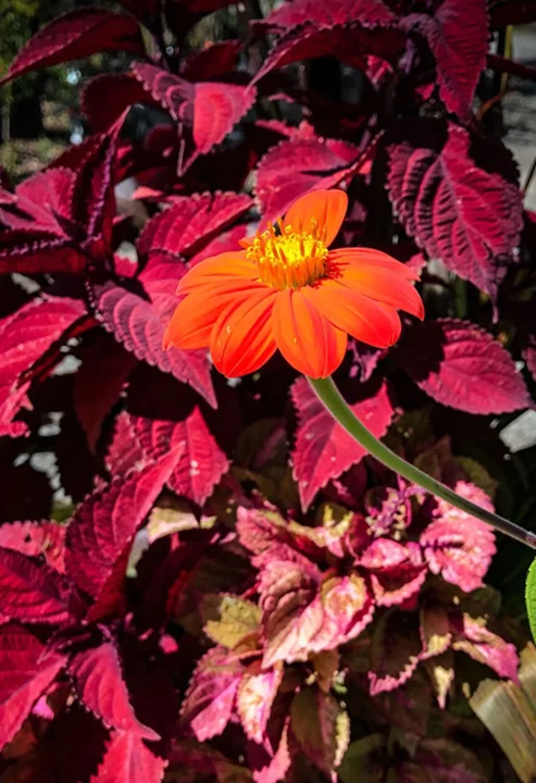 Coleus and Tithonia "Torch"