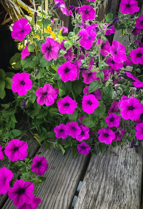 Petunia violacea