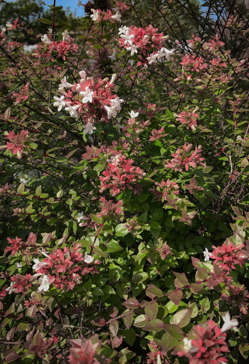 Abelia x grandiflora