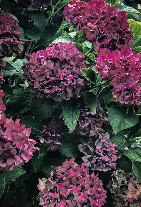 late season spent flowers of Hydrangea macrophylla