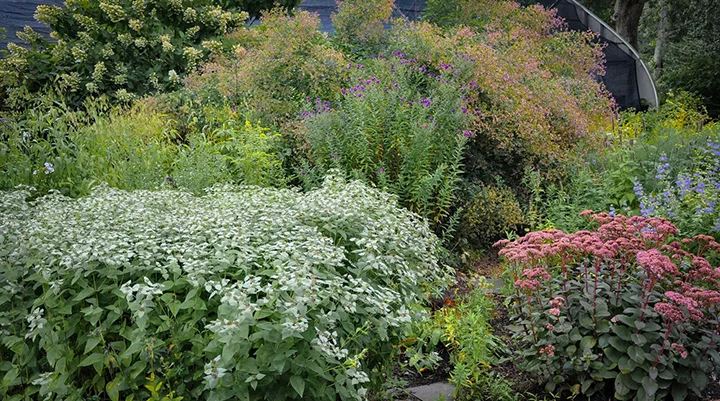 Autumn tones in the display gardens at Vineyard Gardens