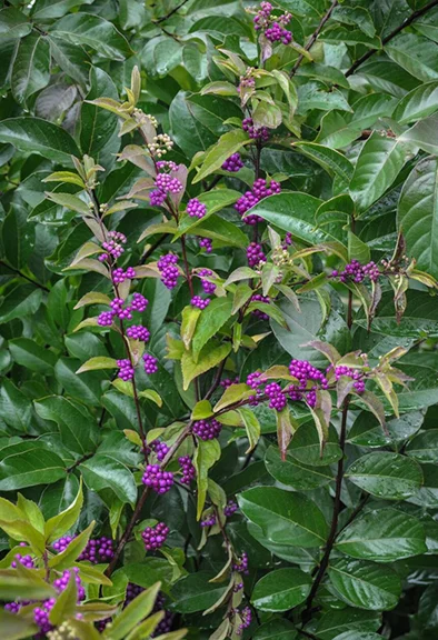 Beauty Berry (Callicarpa dichotoma)