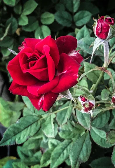 miniature Roses will continue flowering well past first frost