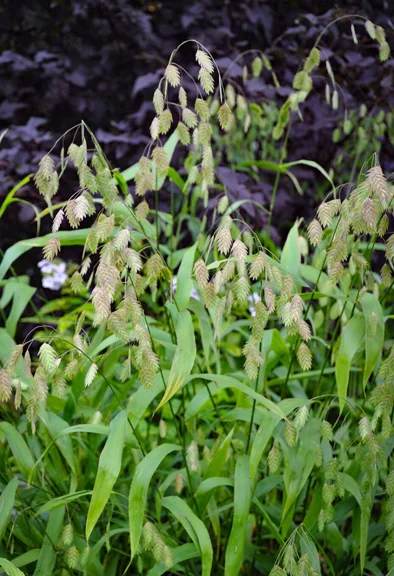 Quaking Oat Grass Chasmanthium latifolium