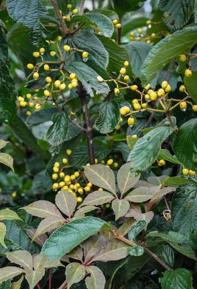 Viburnum dilatatum "Michael Dodge" and Virginia Creeper