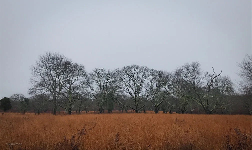 A walk on the Woods Property in West Tisbury, part of Vineyard Conservation Lands.