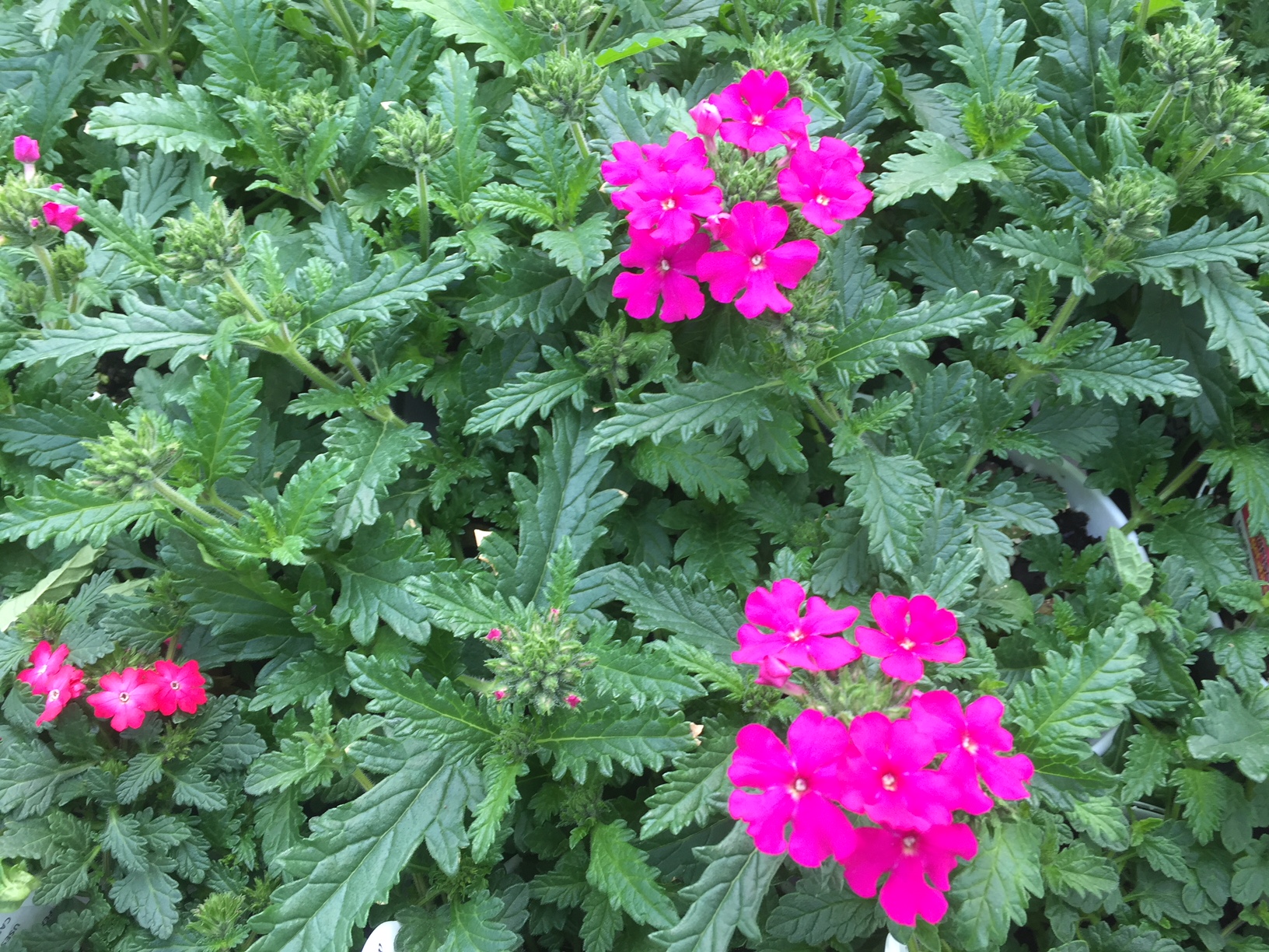 Verbena