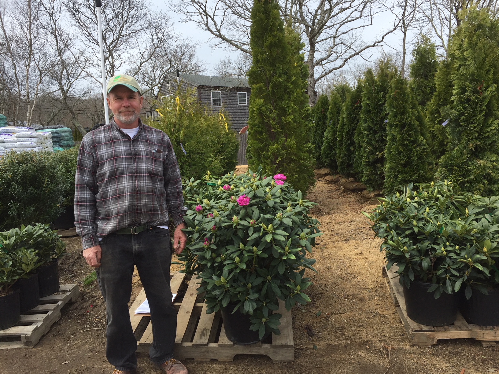 Rhododendrons and Leyland Cypress